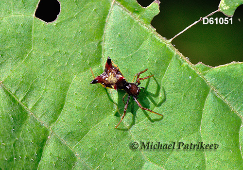 Micrathena sagittata